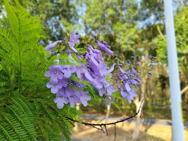 溪州公園森林區 - 自行車道 - 藍花楹