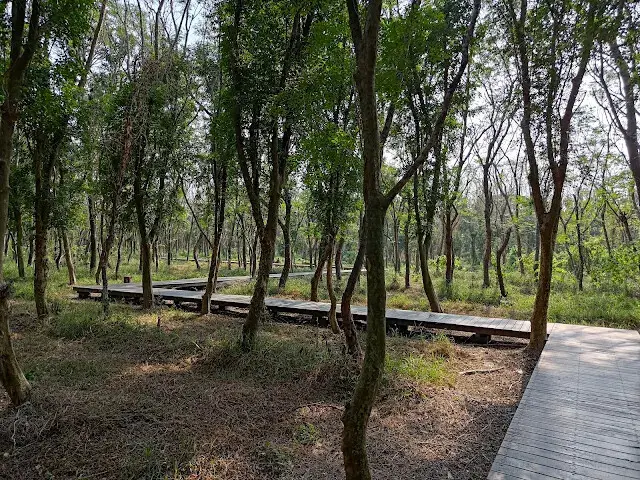 溪州公園森林區 - 芬多精步道