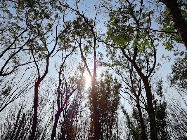 溪州公園森林區 - 芬多精步道