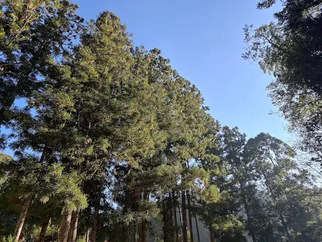 杉林溪森林生態渡假園區 - 龍珠橋