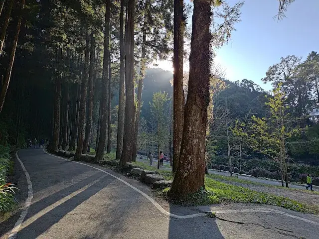 杉林溪森林生態渡假園區 - 青龍蕨類步道 - 銀杏湖