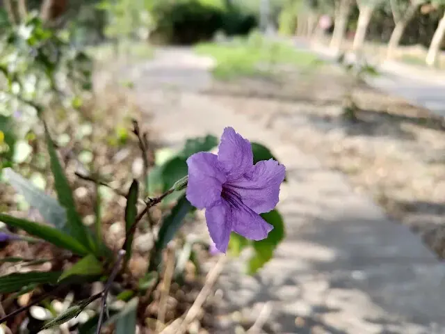 溪州公園森林區 - 自行車道 - 塊根蘆莉草
