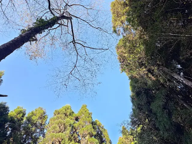 杉林溪森林生態渡假園區 - 青龍蕨類步道