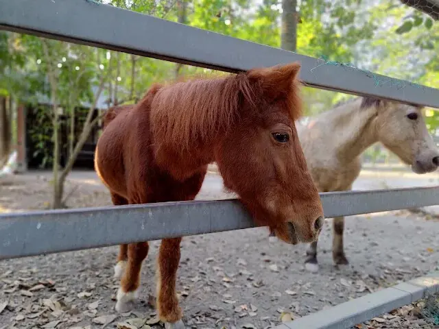 溪州公園 - 老牛安養中心 - 迷你馬