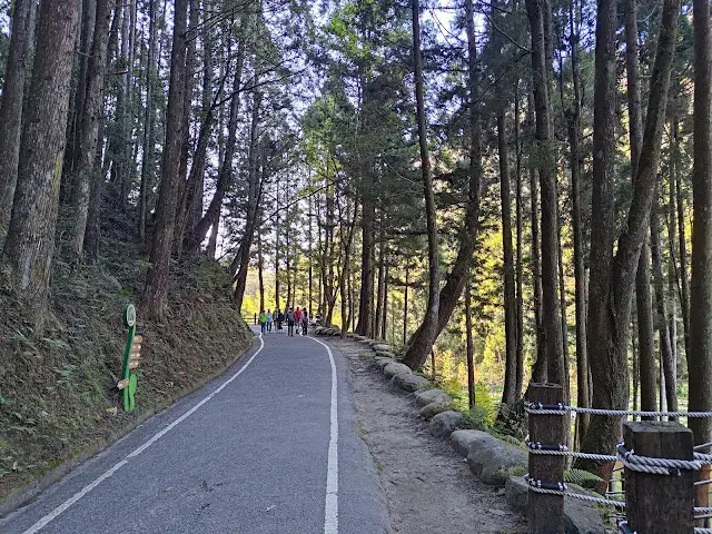 杉林溪森林生態渡假園區 - 青龍蕨類步道 - 蕨類探索區