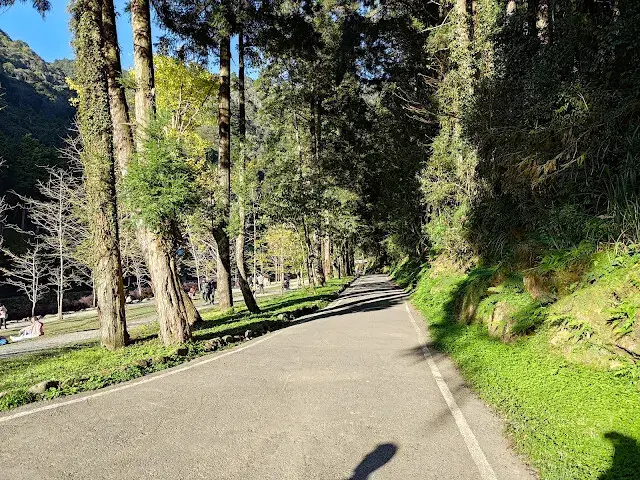 杉林溪森林生態渡假園區 - 青龍蕨類步道 - 銀杏湖