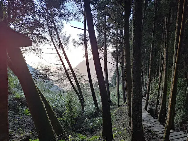 杉林溪森林生態渡假園區 - 青龍蕨類步道