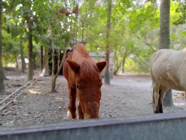 溪州公園 - 老牛安養中心 - 迷你馬