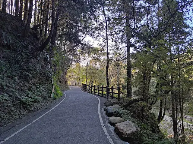 杉林溪森林生態渡假園區 - 青龍蕨類步道 - 蕨類探索區