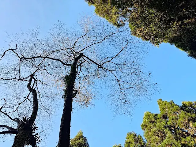 杉林溪森林生態渡假園區 - 青龍蕨類步道