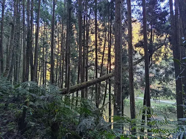 杉林溪森林生態渡假園區 - 青龍蕨類步道 - 蕨類探索區