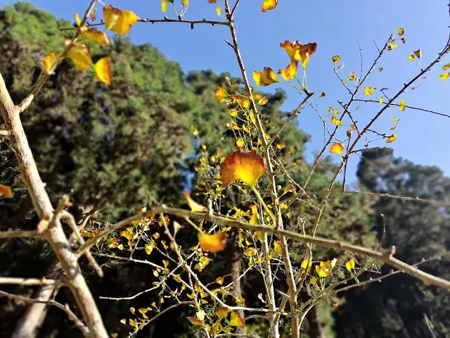 杉林溪森林生態渡假園區 - 青龍蕨類步道 - 銀杏湖 - 銀杏樹