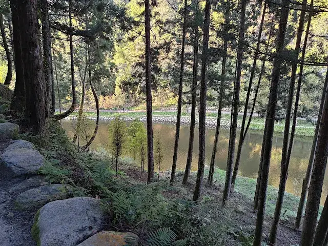 杉林溪森林生態渡假園區 - 青龍蕨類步道 - 蕨類探索區