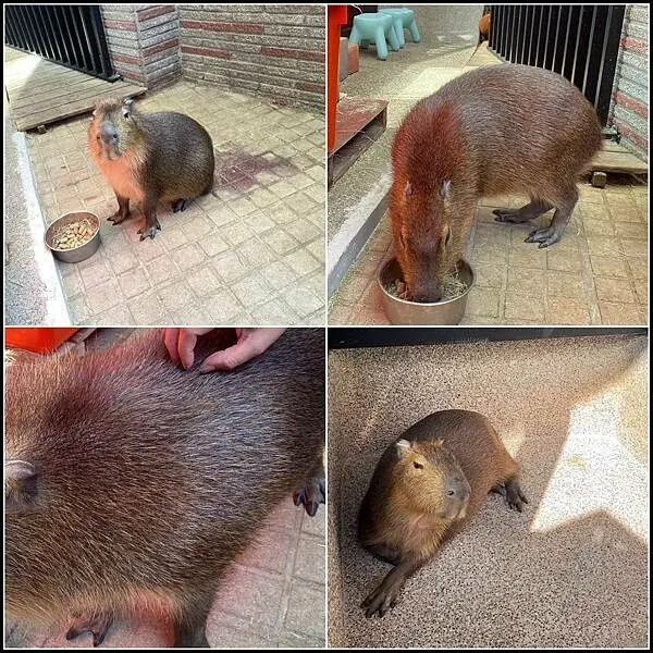 台中寵物友善髮廊｜台中染髮｜台中剪髮 推薦【VS.hair】