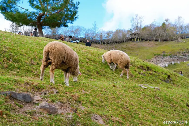 南投旅遊「清境農場」，青青草原綿羊秀時間、門票資訊，親近與餵