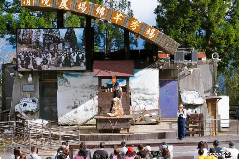 南投旅遊「清境農場」，青青草原綿羊秀時間、門票資訊，親近與餵