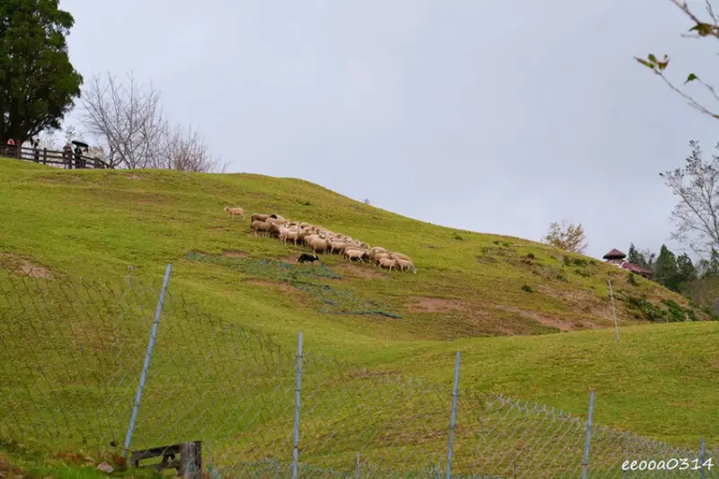 南投旅遊「清境農場」，青青草原綿羊秀時間、門票資訊，親近與餵