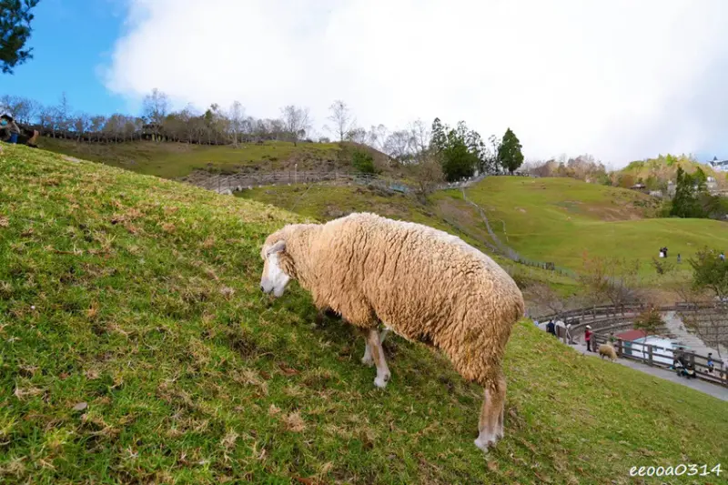 南投旅遊「清境農場」，青青草原綿羊秀時間、門票資訊，親近與餵