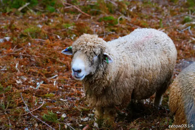南投旅遊「清境農場」，青青草原綿羊秀時間、門票資訊，親近與餵