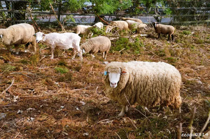 南投旅遊「清境農場」，青青草原綿羊秀時間、門票資訊，親近與餵