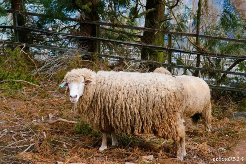 南投旅遊「清境農場」，青青草原綿羊秀時間、門票資訊，親近與餵