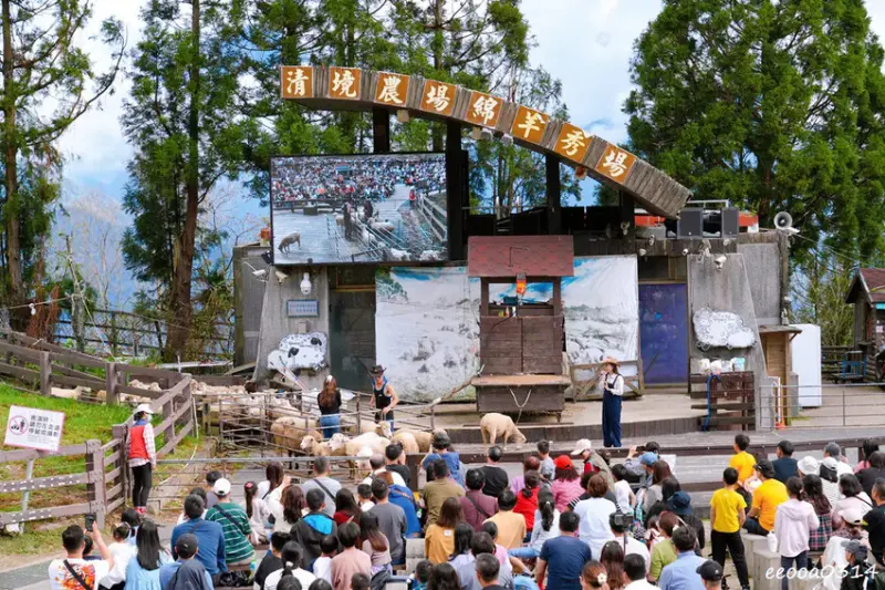 南投旅遊「清境農場」，青青草原綿羊秀時間、門票資訊，親近與餵