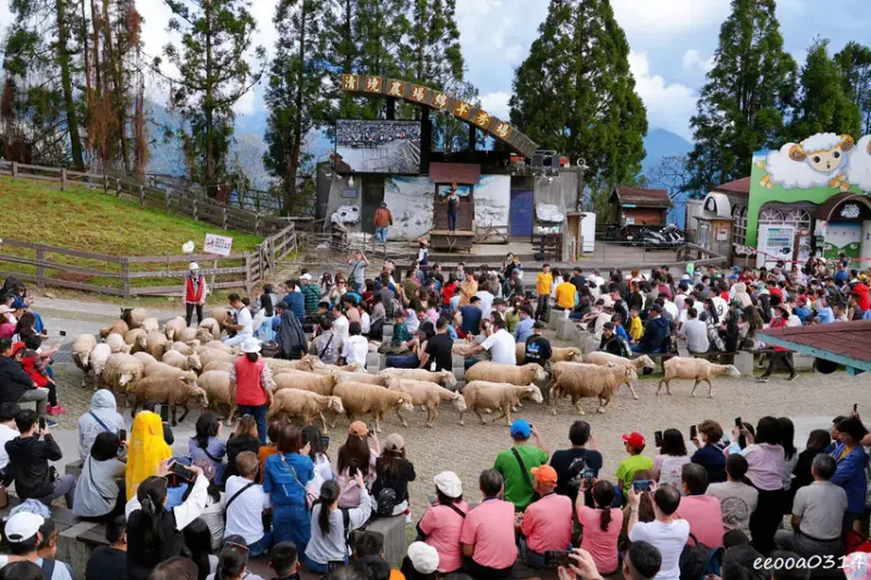 南投旅遊「清境農場」，青青草原綿羊秀時間、門票資訊，親近與餵