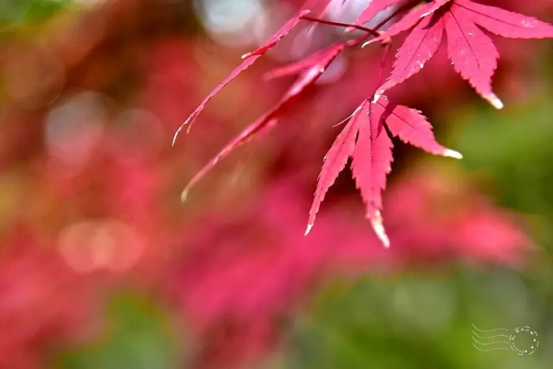 韓國【大邱樹木園】:楓紅