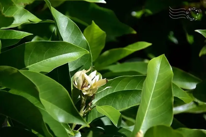 淺森林農場:玉蘭花
