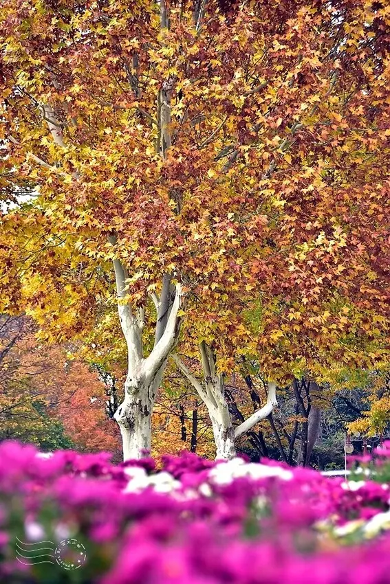 韓國【大邱樹木園】