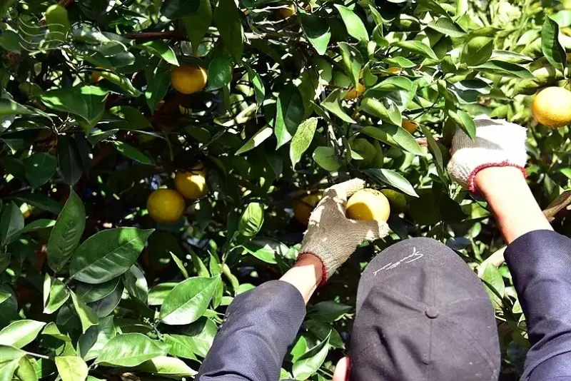 淺森林農場:柳丁