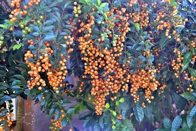 淺森林農場:金露花