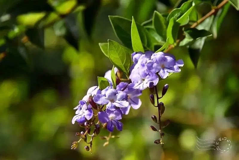 淺森林農場:金露花