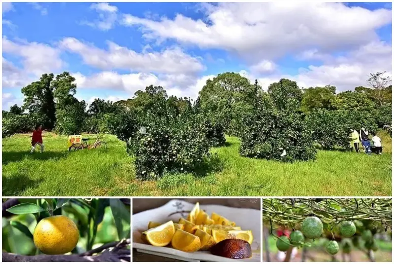 苗栗西湖:淺森林農場