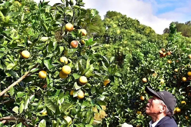 淺森林農場:柳丁