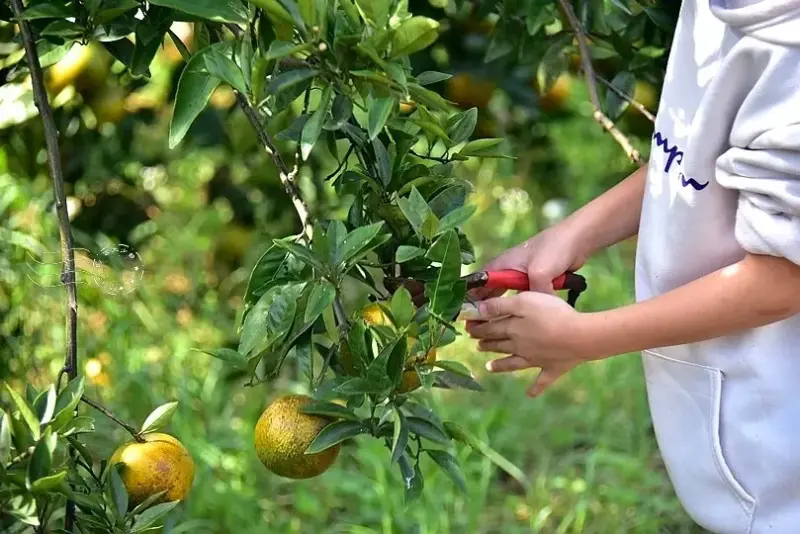 淺森林農場:柳丁