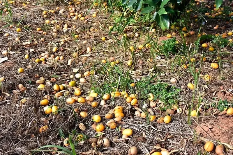 淺森林農場:金棗