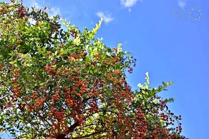 淺森林農場:金露花