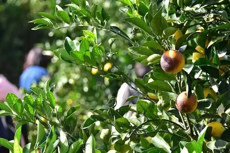 淺森林農場:火燒柑