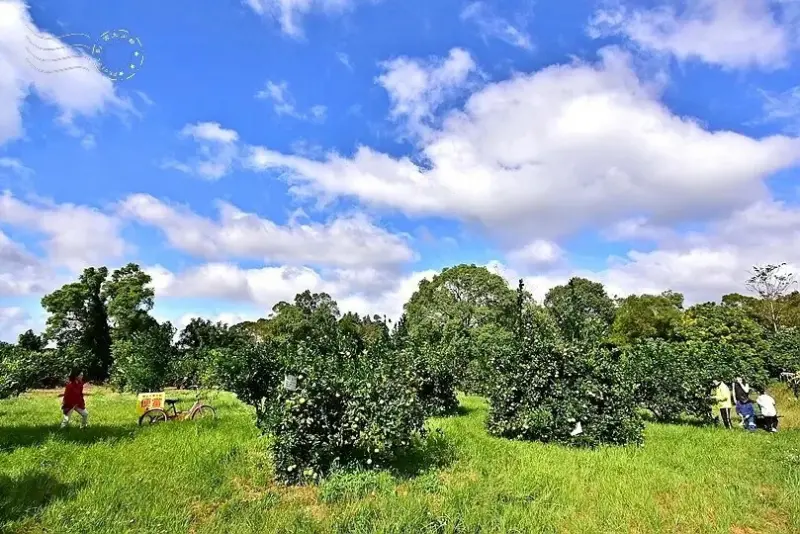 淺森林農場:柳丁