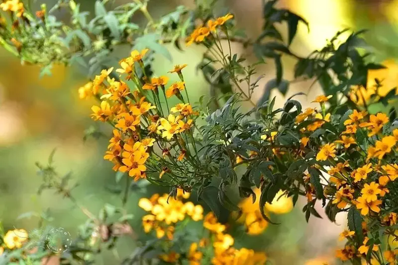 淺森林農場:芳香萬壽菊
