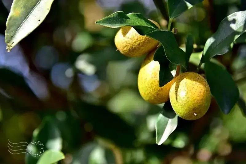 淺森林農場:金棗