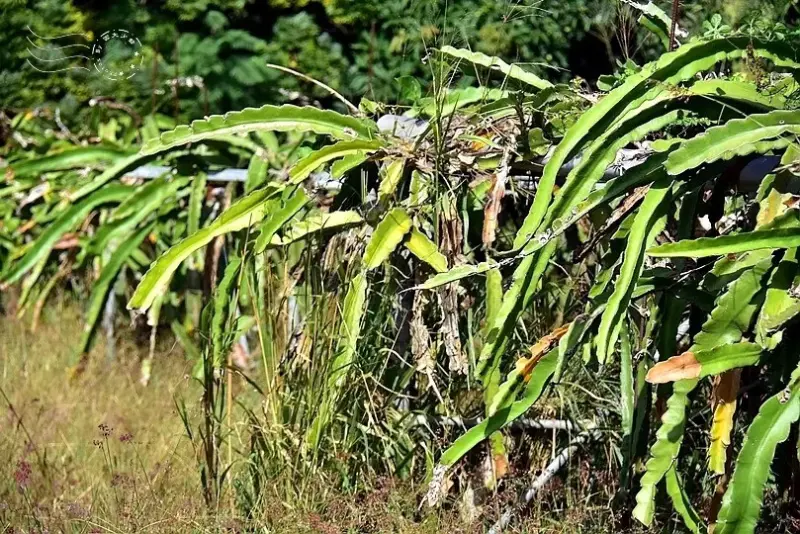 淺森林農場:火龍果