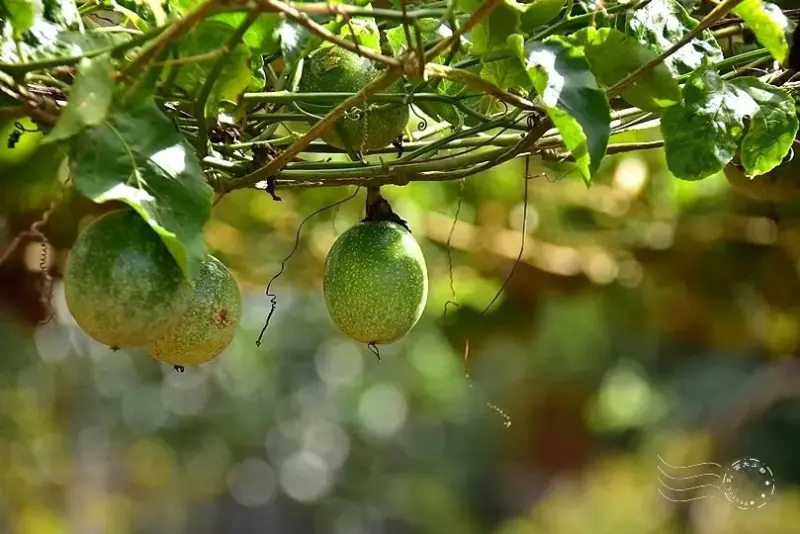 淺森林農場:百香果