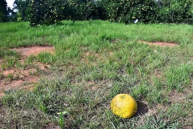 淺森林農場:蜜柚