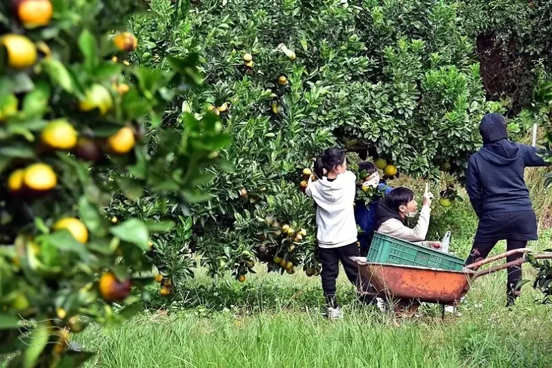 淺森林農場:柳丁