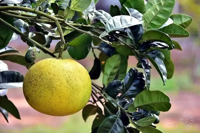 淺森林農場:蜜柚