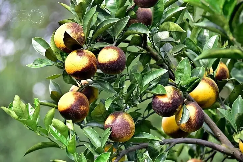 淺森林農場:火燒柑