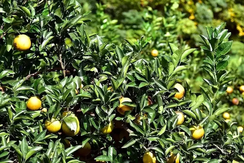 淺森林農場:柳丁