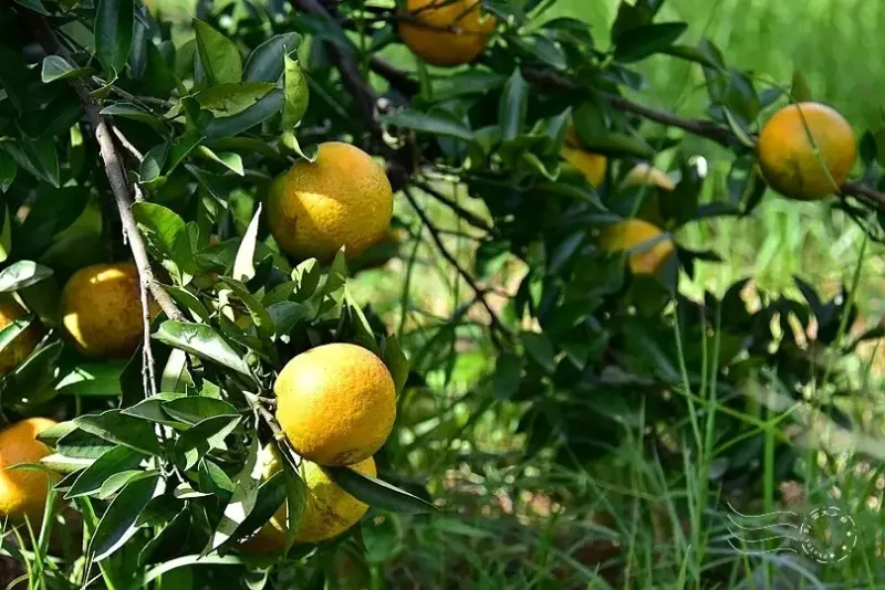 淺森林農場:柳丁